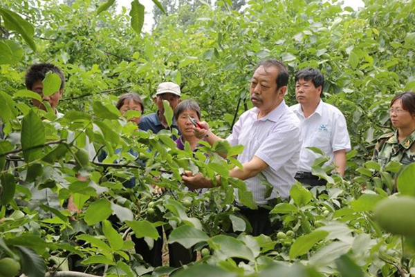 图为李保国在田间为农户解说核桃莳植适用手艺。。。